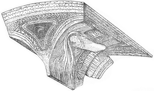 схема волокнистої конструкції твердої мозкової оболонки людини