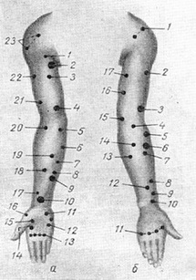 рухові точки нервів і м'язів руки
