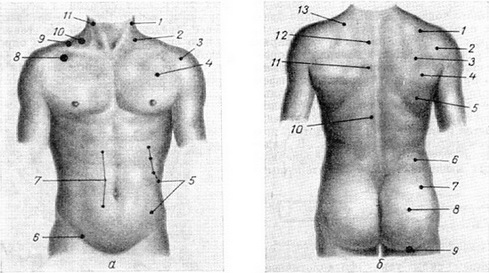 рухові точки м'язів тулуба і нервів ноги