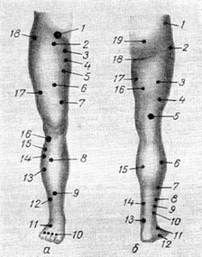 рухові точки нервів і м'язів ноги