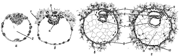 схема ранніх етапів розвитку зародка людини