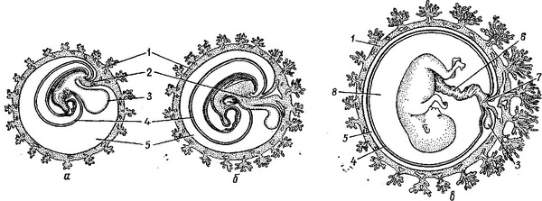 зародок і його оболонки на ранніх стадіях розвитку