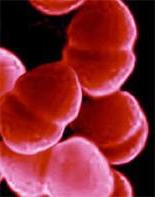 ентерококи