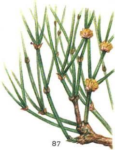 ефедра хвощова