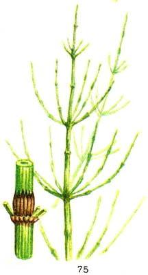 хвощ польовий