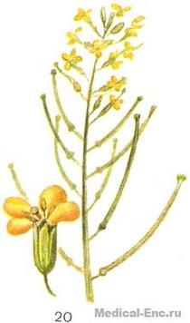 желтушник розсіяний