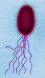 Escherichia coli