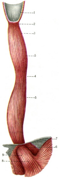 стравохід esophagus