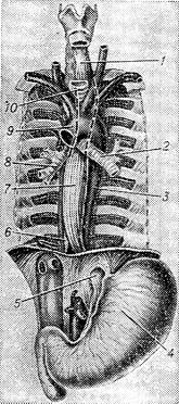 будова стравоходу