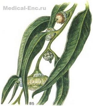 евкаліпт кульковий