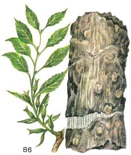 эвкоммия в'язолистого