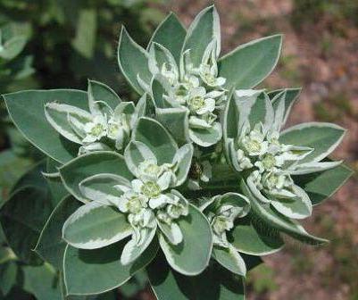 молочай окаймленнолистный