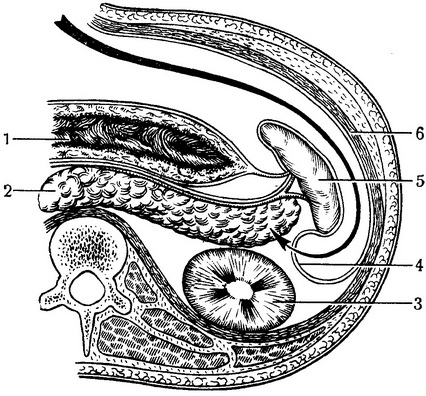 поперечний розріз тулуба на рівні селезінкової ніжки