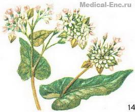 гречка посівна