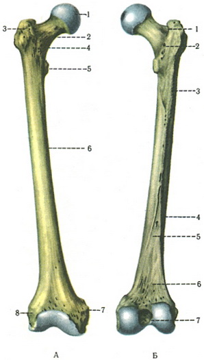 стегнова кістка femur