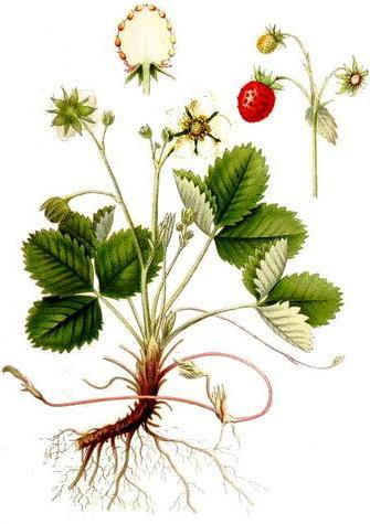 суниця лісова