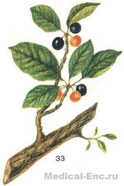 крушина ольховидная