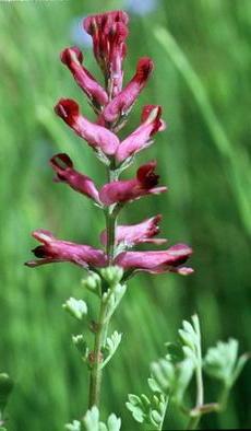 рутка аптечна