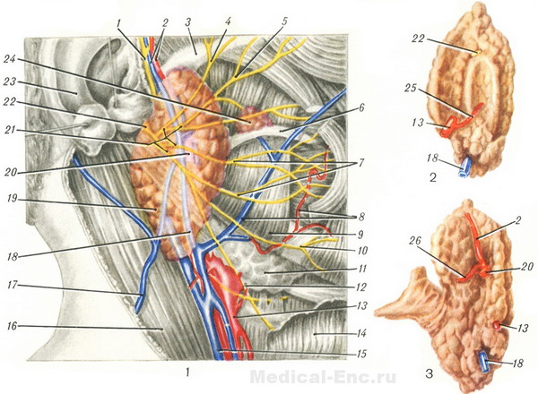 топографія привушної залози