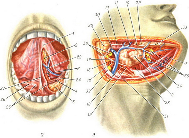 під'язикова залоза
