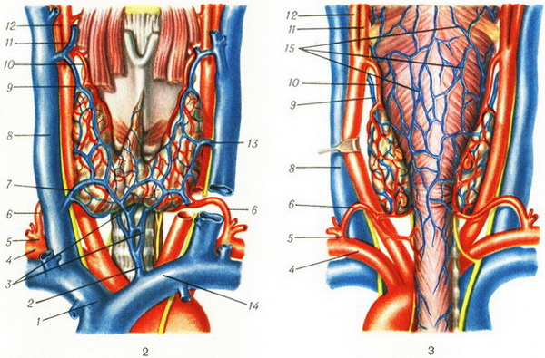 кровоносні судини щитовидної залози