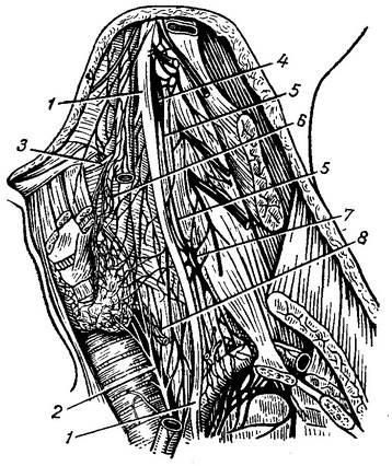 нерви щитовидної залози