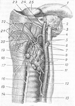 околощітовідние залози людини