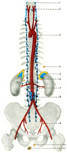 розподіл коркового і мозкового речовини надниркових залоз