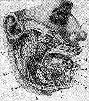 будова слинних залоз