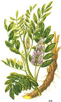 солодка гола