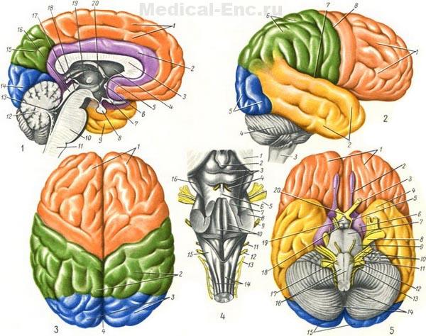 головний мозок