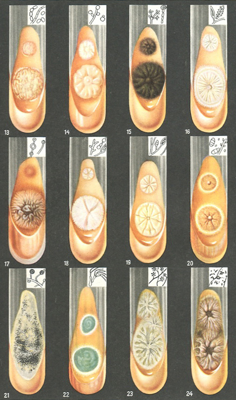 паразитичні гриби