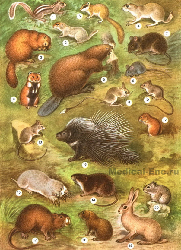 гризуни фото