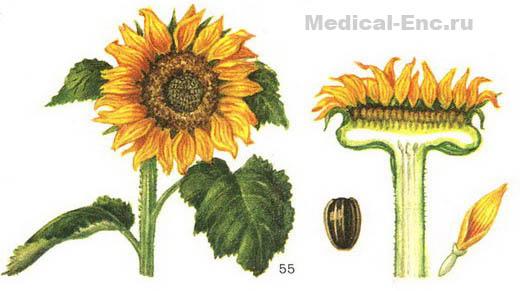 соняшник однорічний