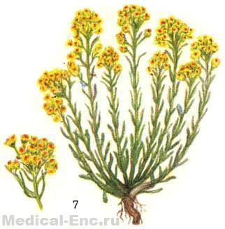 безсмертник піщаний