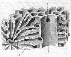 мікроскопічна будова часточки печінки
