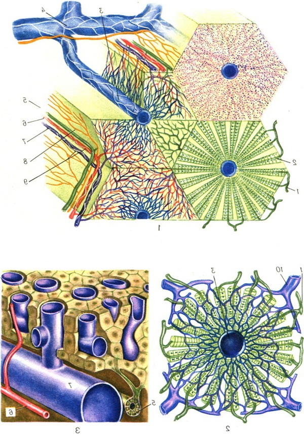 будова печінкової часточки