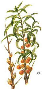 обліпиха крушиновидна