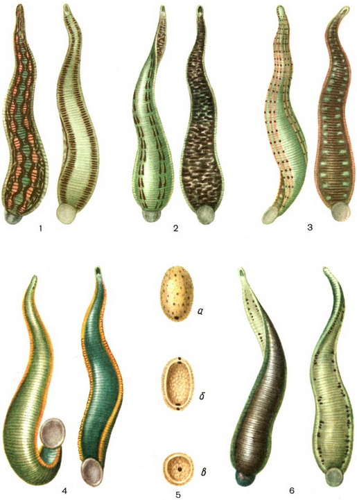 медичні п'явки