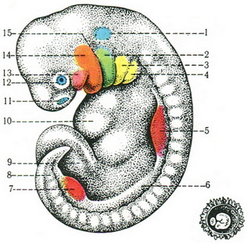 ембріон людини