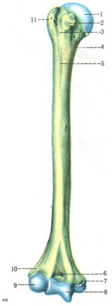 плечова кістка humerus