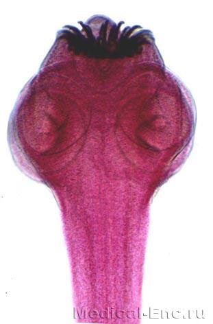 щурячий ціп'як