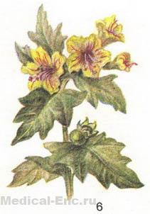 блекота чорна