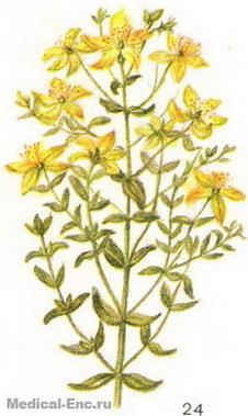 звіробій продірявлений