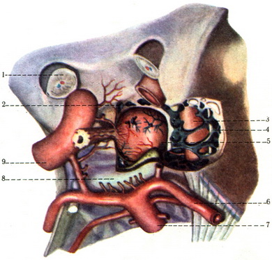 гіпофіз hypophysis