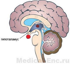 гіпоталамус