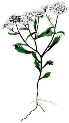 иберис гіркий