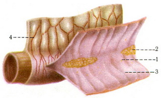 слизова оболонка клубової частини тонкої кишки
