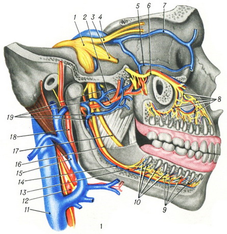 васкуляризація та іннервація зубів
