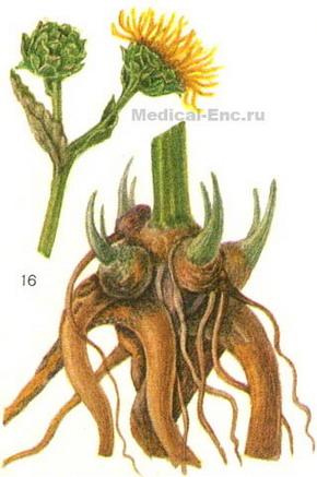 оман високий